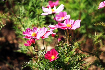 Close-up of pink flowering plants on field