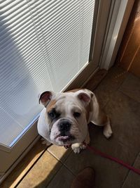 Portrait of dog relaxing on floor at home