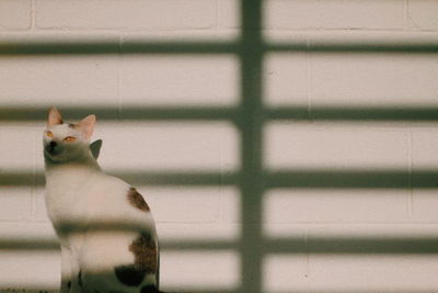 Portrait of a cat on wall