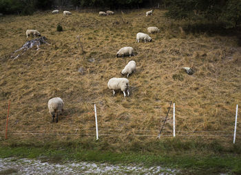 View of sheep in pasture