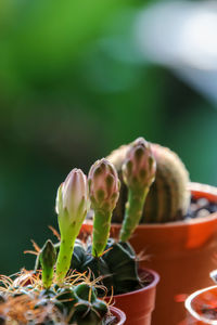 Close-up of potted plant