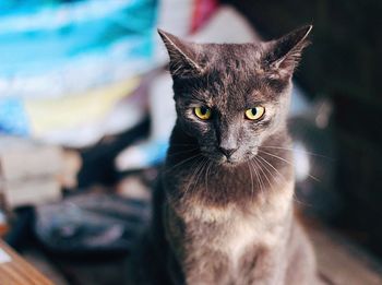 Close-up portrait of kitten