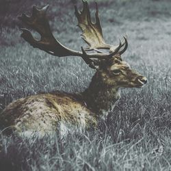 Close-up of deer standing on grassy field