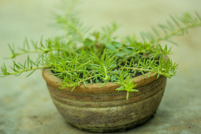 Close-up of potted plant on table