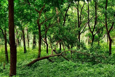 Trees in forest