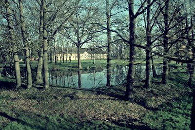 Bare trees on landscape