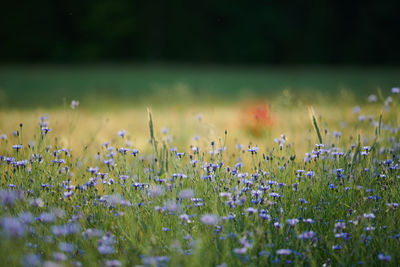 View of flowering plants on field