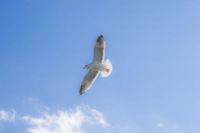 Low angle view of seagull flying in sky