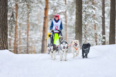 View of a dog on snow covered land