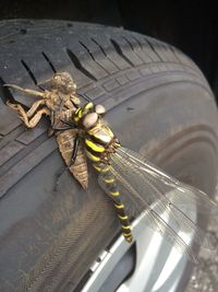 High angle view of insect on leaf