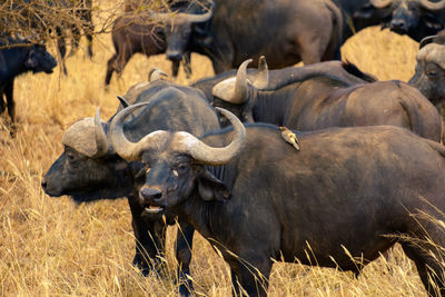 A herd of buffalo in the grasslands of the serengeti with symbiotic bird 