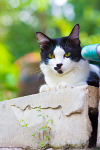 Portrait of cat