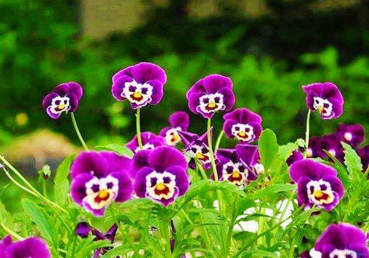 Smilingflowers