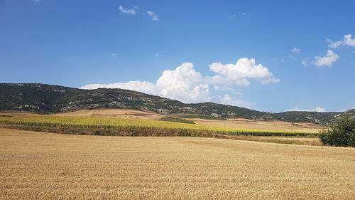 Scenic view of field against sky