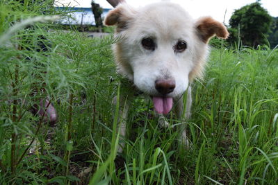 Close-up portrait of dog on field