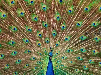 Peacock with fanned out feathers