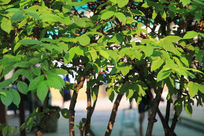 Close-up of fruits on tree