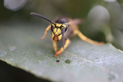 Close-up of insect on leaf