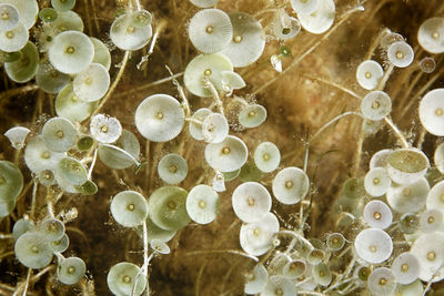 Close-up of acetabulaia algae in sea