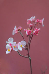 Close-up of pink flowers blooming outdoors