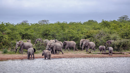 Elephants drinking water