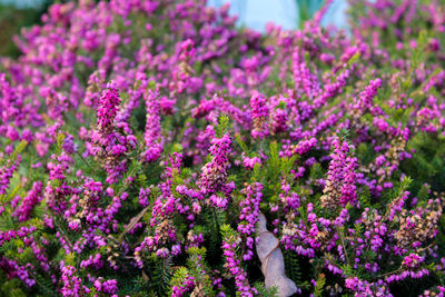 Close-up of pink flowering plant in field