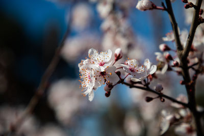 Close-up of cherry blossoms in spring