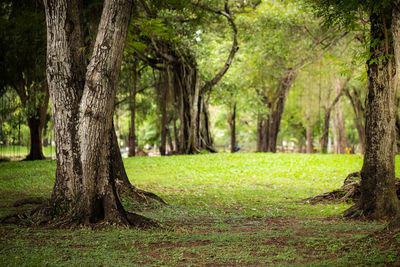 Trees in park