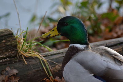 Close-up of mallard duck