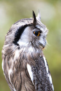 Close-up portrait of owl