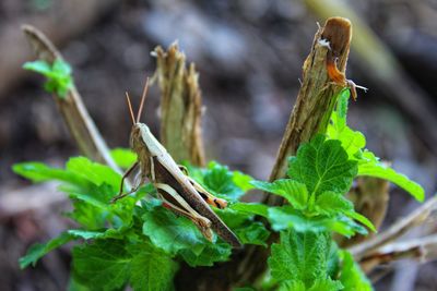 Close-up of insect on leaf