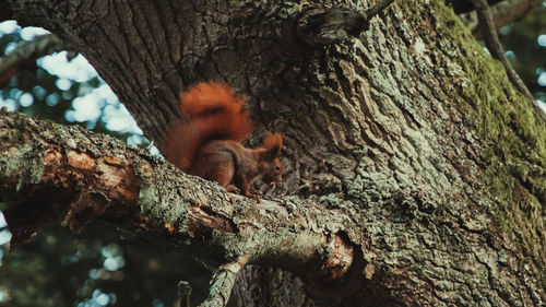 View of monkey on tree trunk