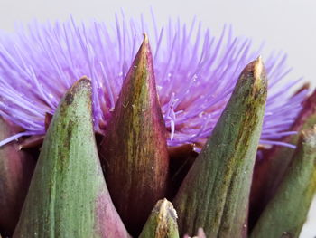 Close-up of pink flowers