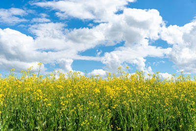 Yellow flowering plants on field against sky