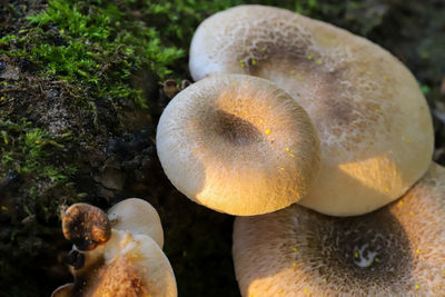 Close-up of a mushrooms