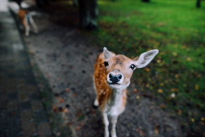 Portrait of fawn standing outdoors