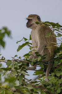 Low angle view of monkey on tree