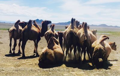 Horses on field against sky