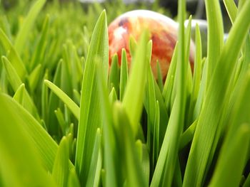Close-up of grass growing on field