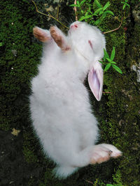 High angle view of white cat