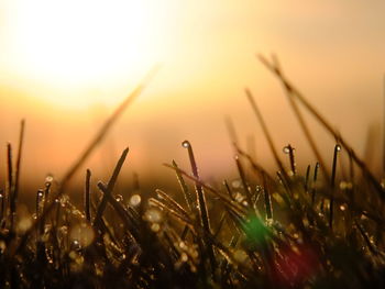 Close-up of wet grass growing in field