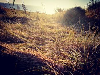 Close-up of grass on field against sky