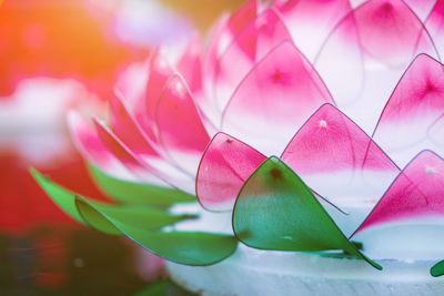 Close-up of pink lotus water lily