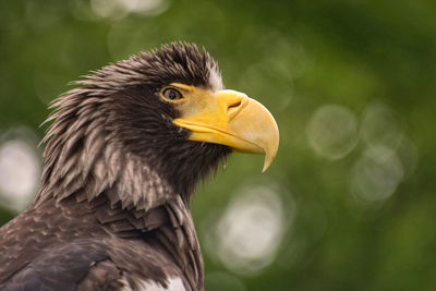 Close-up of eagle against blurred background