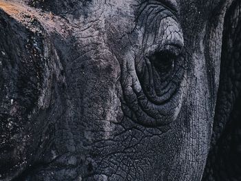 Close-up of rhinoceros 
