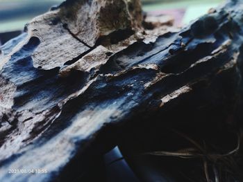 Full frame shot of tree trunk