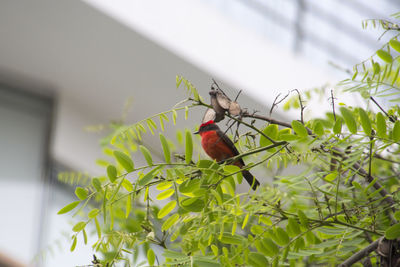 Bird perching on a plant