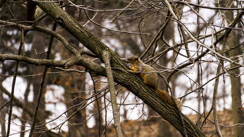 Close-up of a bird on branch