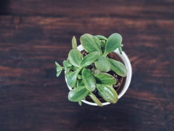 High angle view of green leaves on table