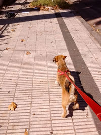 High angle view of dog on footpath